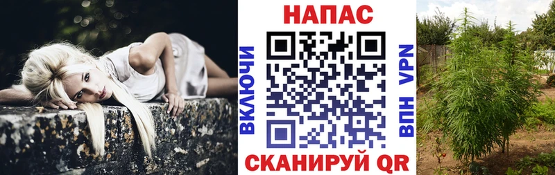 Каннабис сатива  где можно купить наркотик  Чегем 